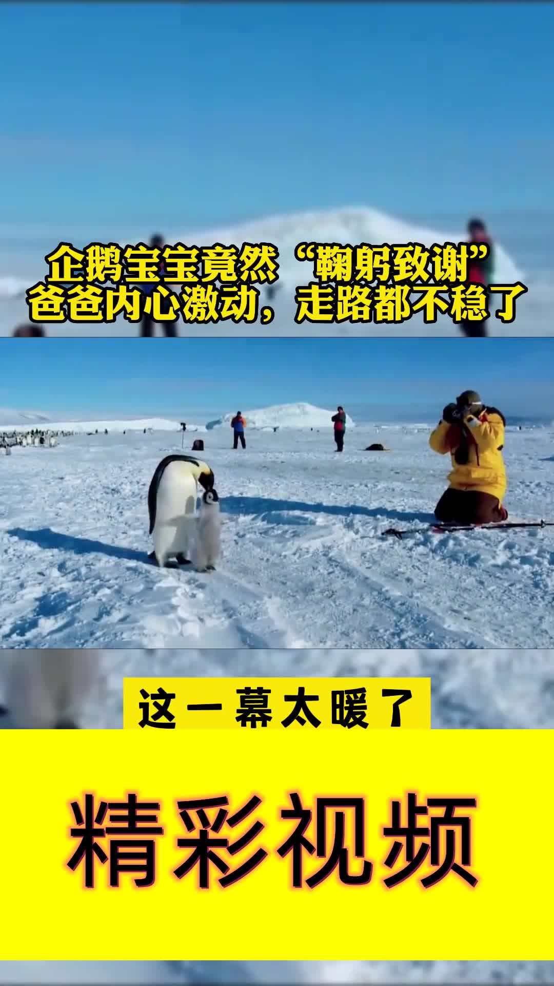 企鹅宝宝竟然"鞠躬致谢"爸爸内心激动,走路都不稳了-度小视