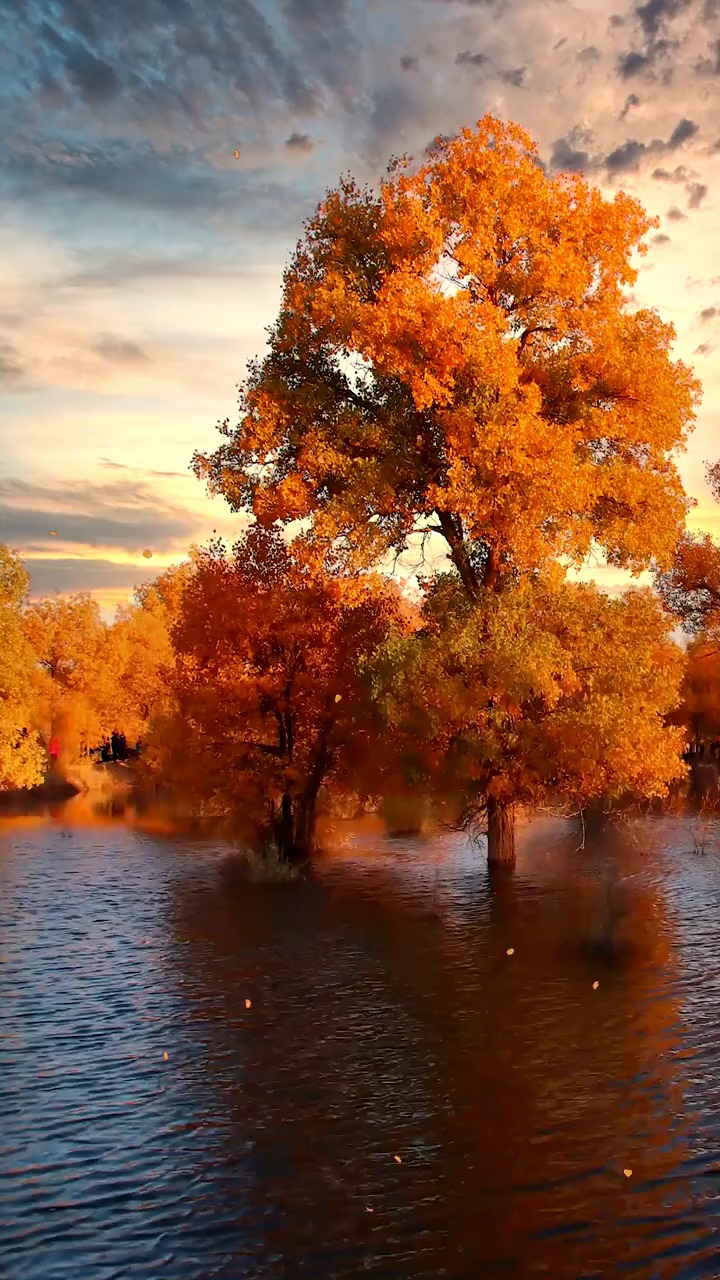 千年胡杨,从春到秋,有青到黄,诉说着一生悲凉,胡杨