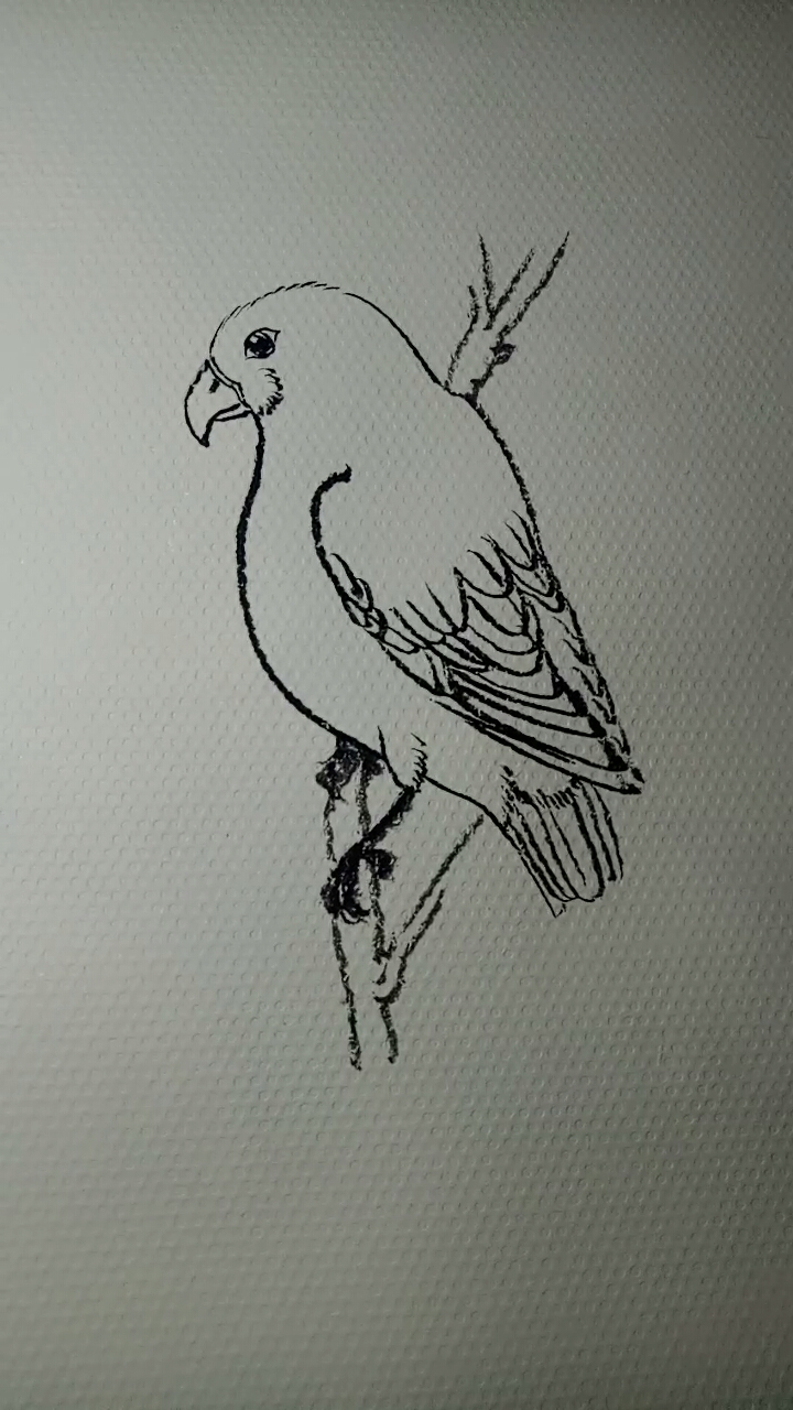 鹦鹉素描简单图片