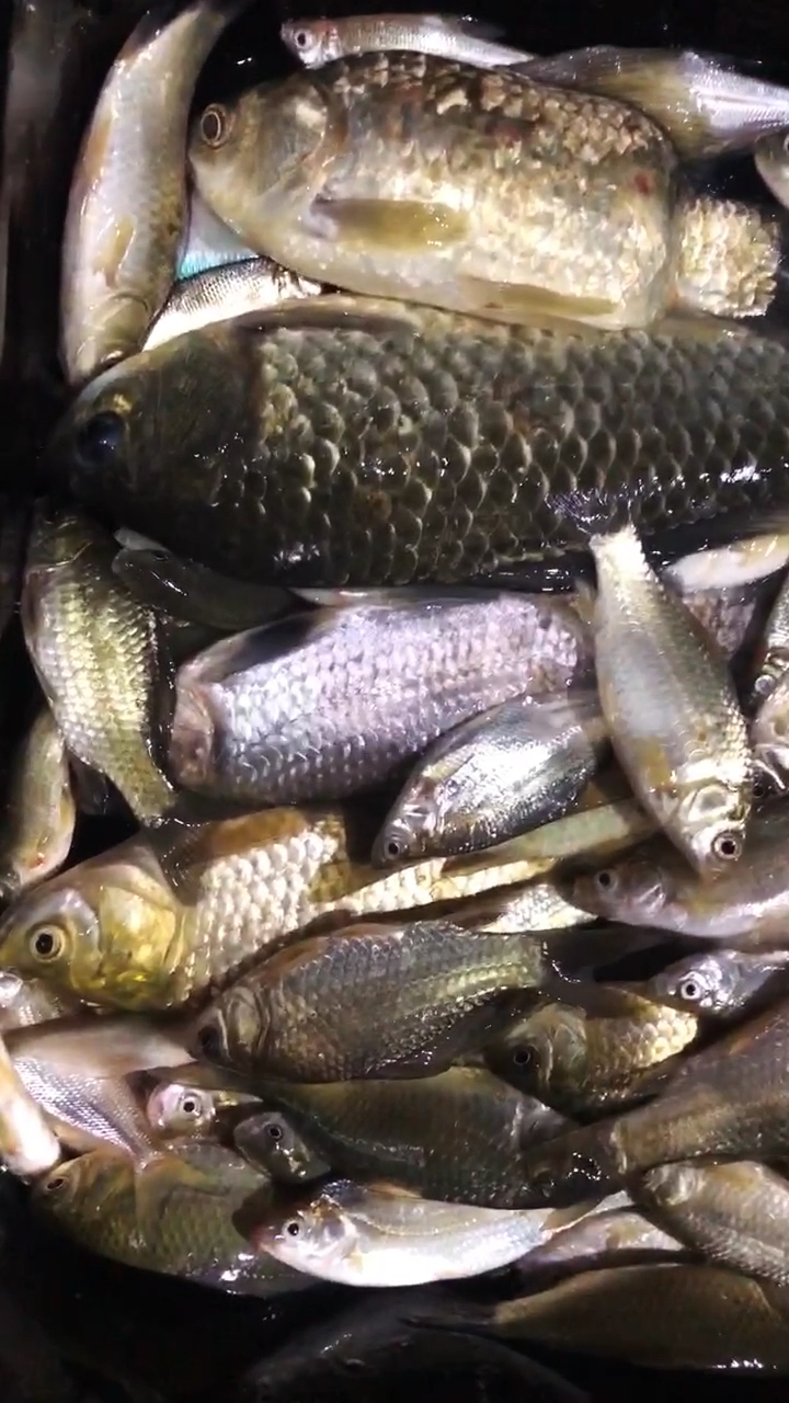三小时上千条鱼!