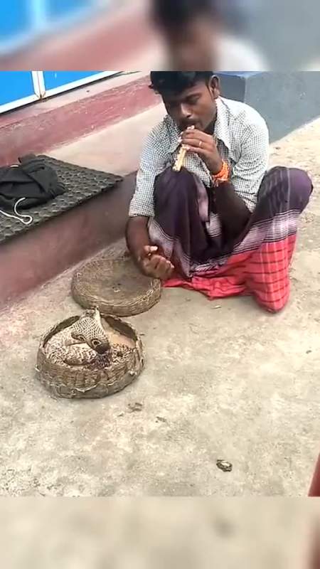 搞笑段子#斯里兰卡玩眼镜蛇的人