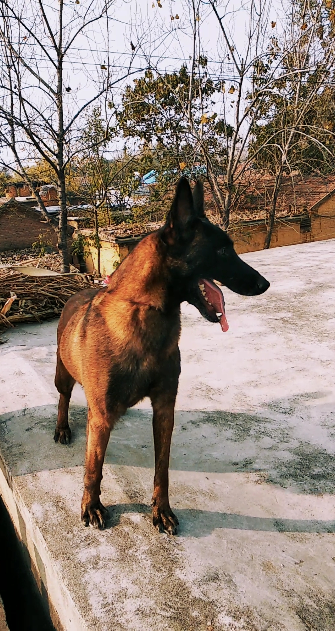 秀出我的家乡味#纯种双血统马犬迎新年