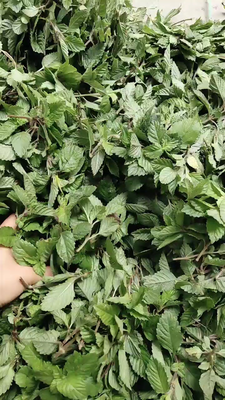 好靓的新鲜凉粉草!