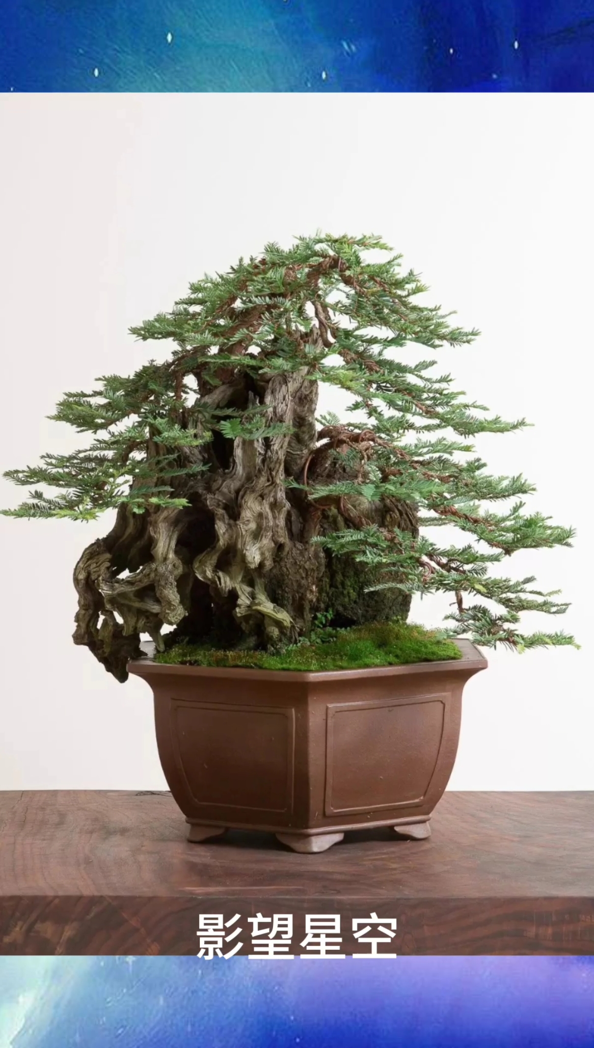 千奇百怪盆景桩#树的方向风决定,人的方向自己决定