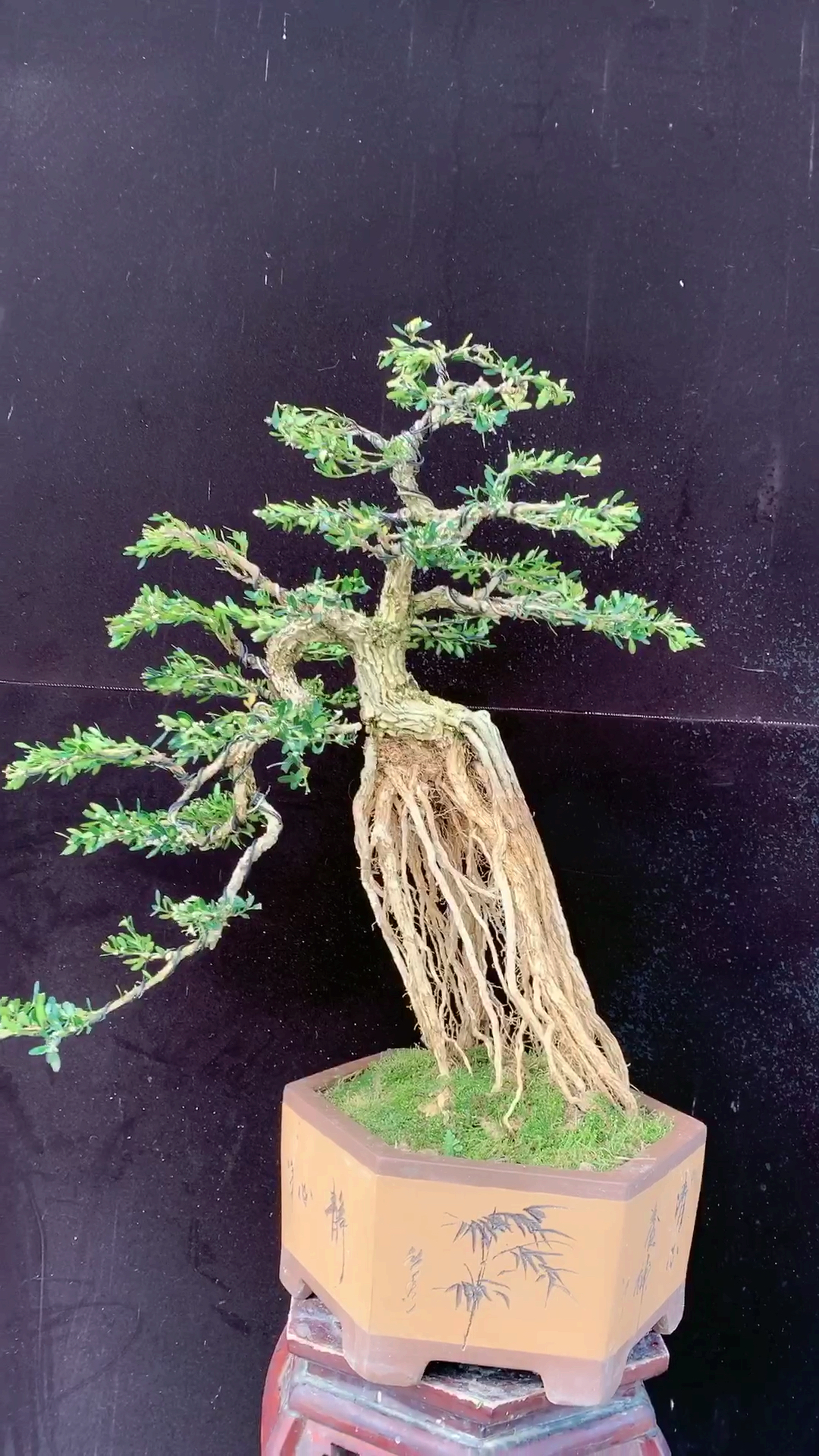 精品提根 雀舌黄杨