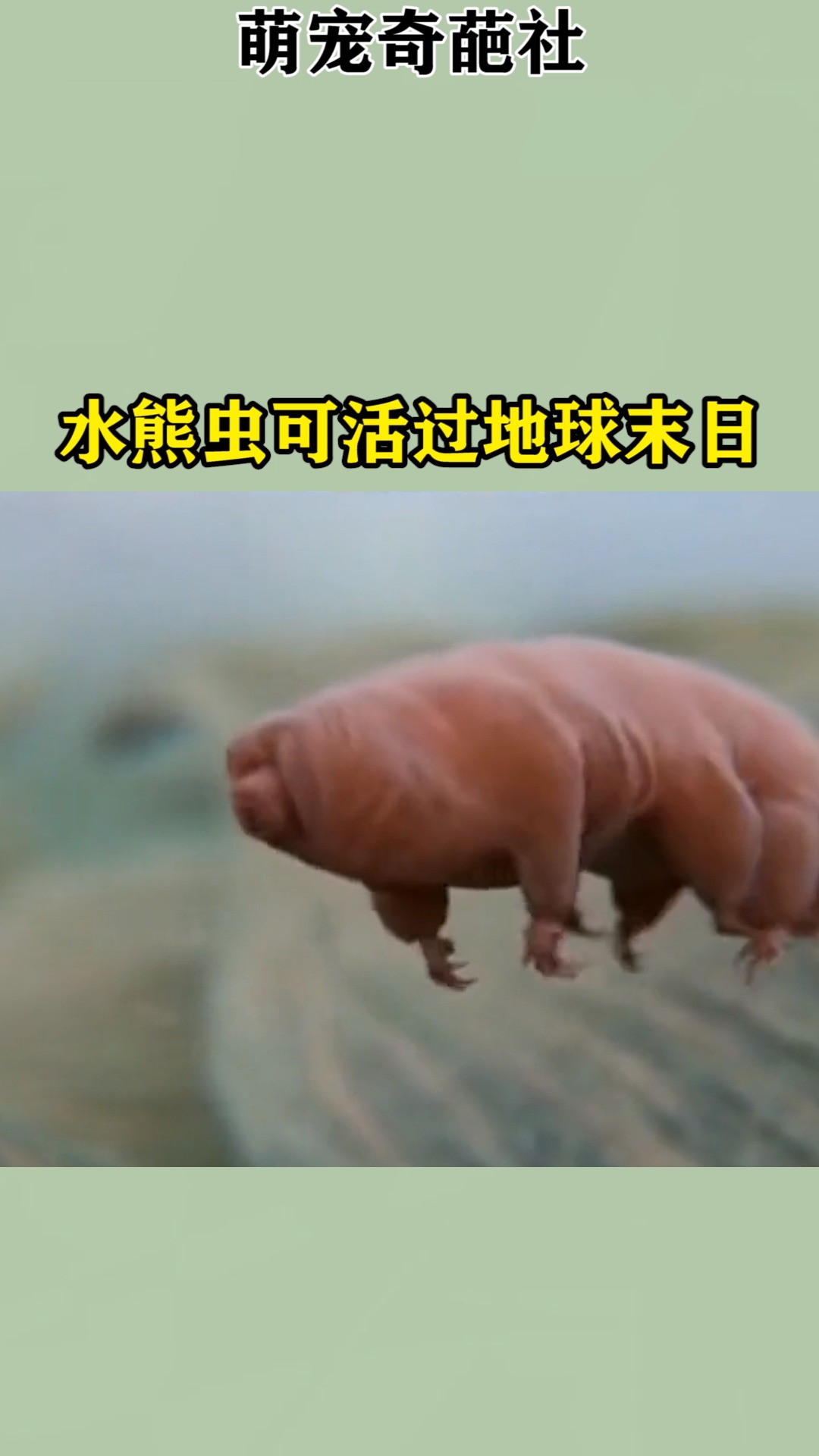 我要上热门#水熊虫可活过地球末日