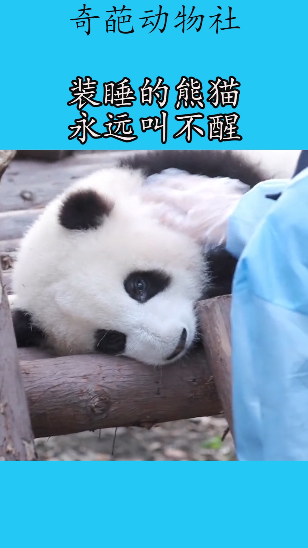 我要上热门#装睡的熊猫,永远叫不醒