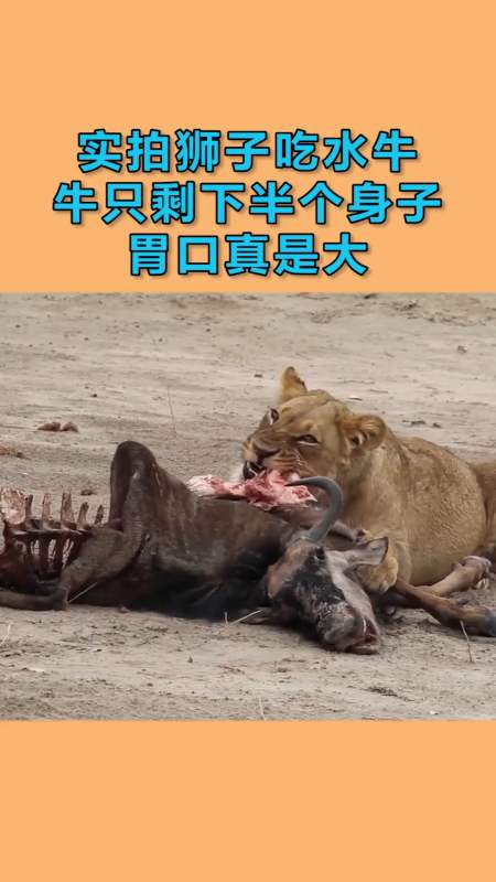 狮子活吃水牛内脏图片