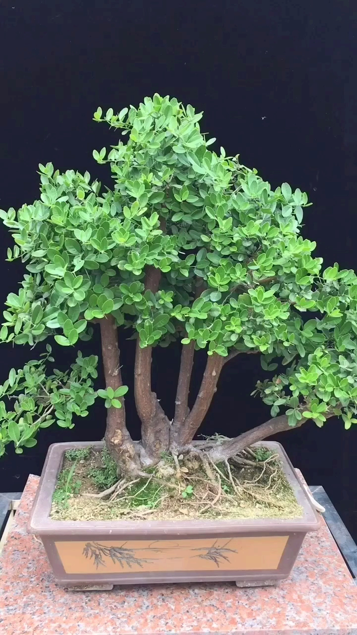 抗暑大作战#一本多杆东风桔