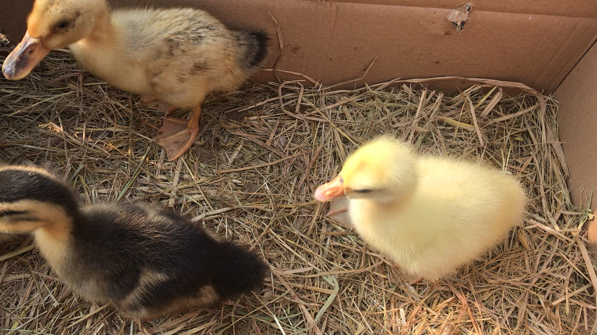 小鸭子和小鹅的第二天,喜欢田园生活费朋友点个关注和赞,谢谢你们