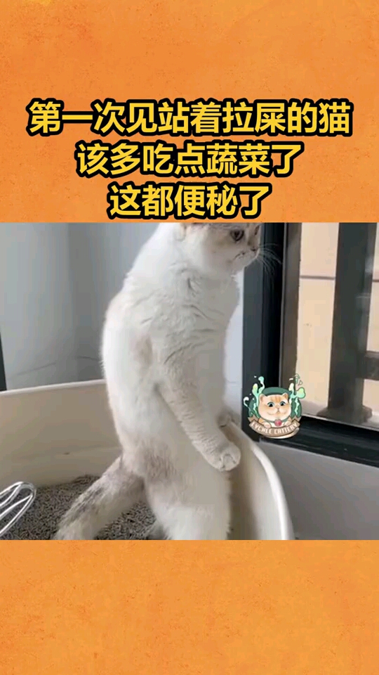 第一次见站着拉屎的猫该多吃点蔬菜了这都便秘了