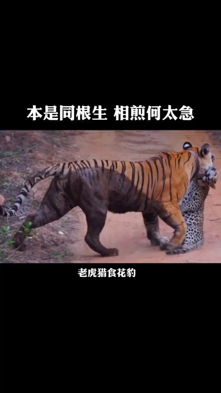 动物世界#本是同根生,相煎何太急