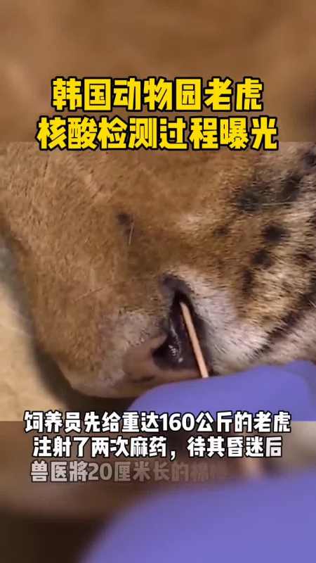 近日,韩国动物园老虎核酸检测过程曝光:注射2次麻药,兽医小心翼翼插棉