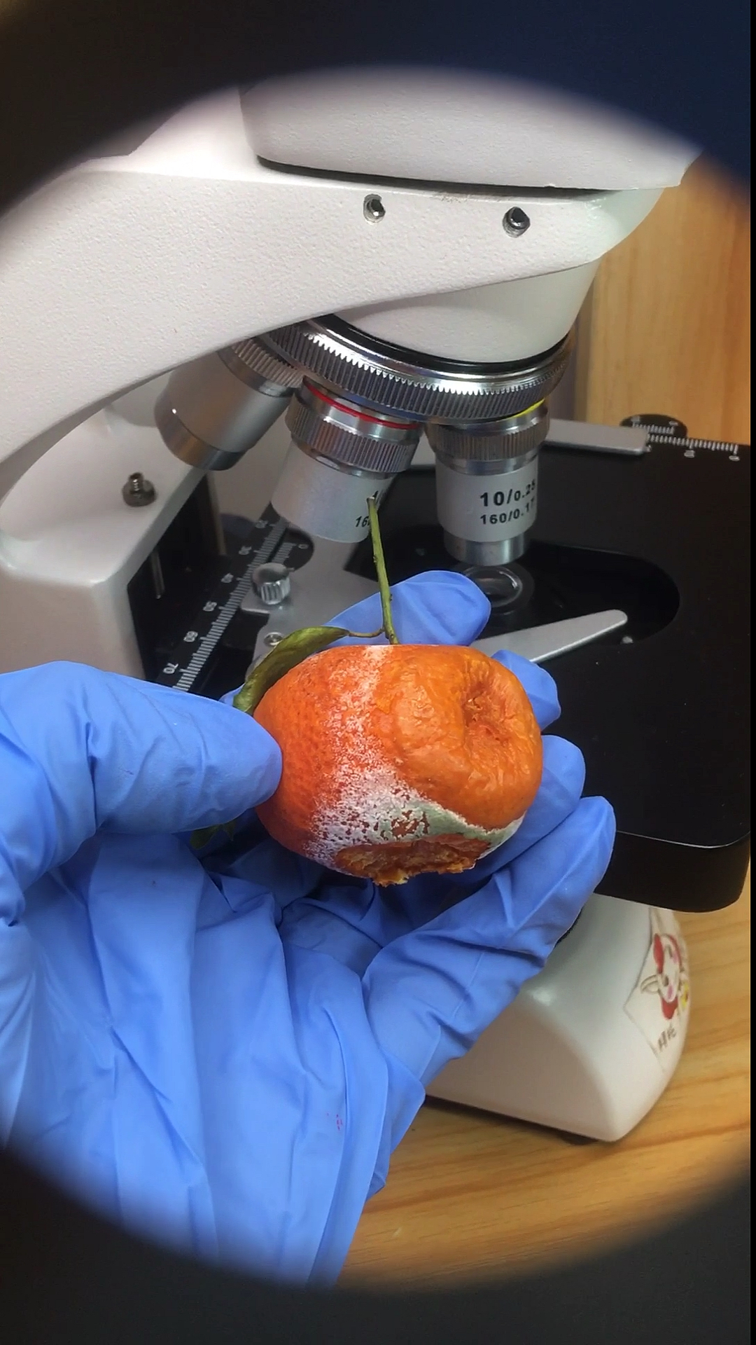 显微镜世界#橘子放大400倍后