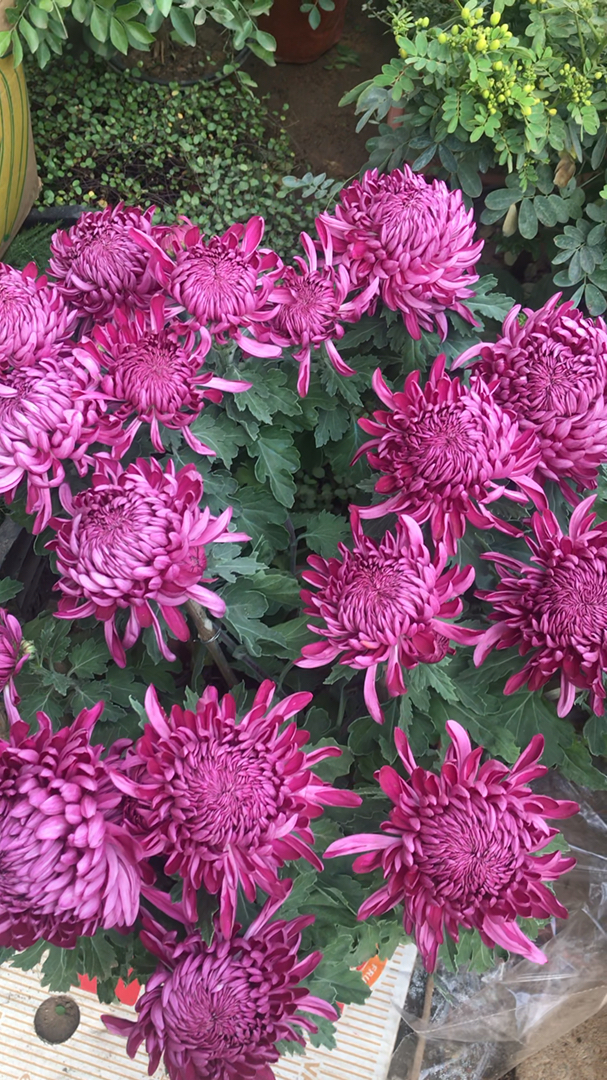 街拍#这么大的狮子头菊花,你喜欢吗93-度小视