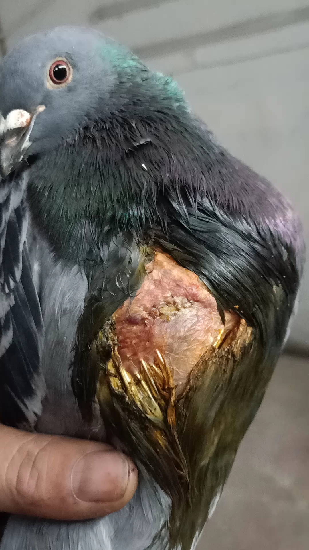 保护动物#一只受伤的鸽子,伤口处掏出一颗钢珠,缝合后希望可以好评创