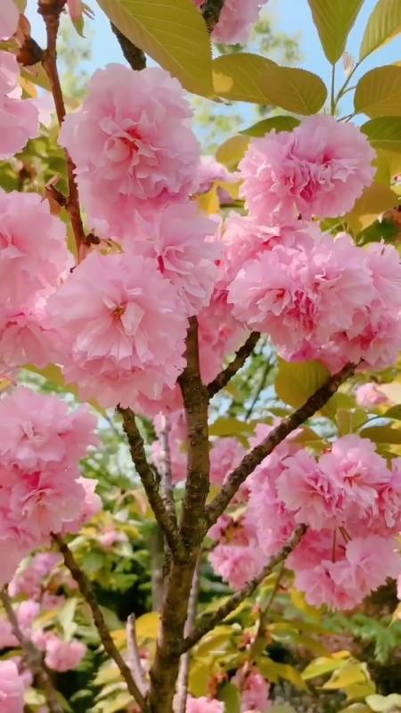 粉黛姻红玉娇容,馨香馥郁醉人间.-度小视