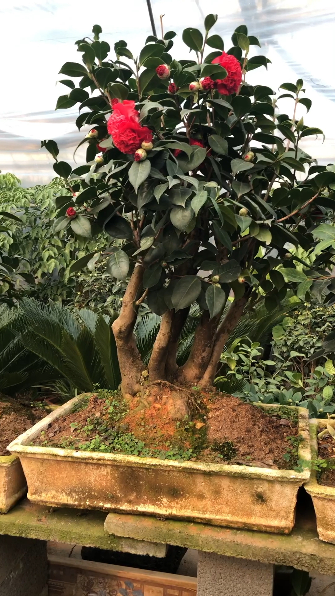 红绣球茶花 全世界最漂亮的品种