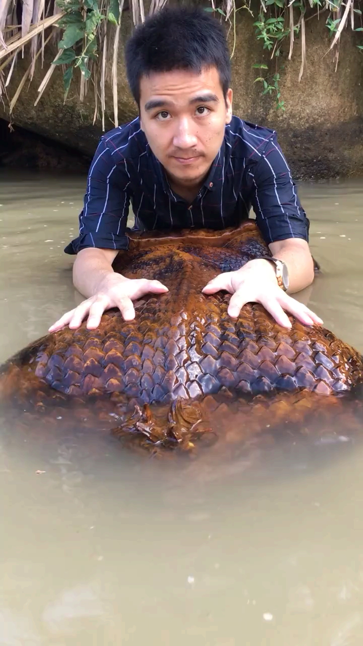 水里的大蟒