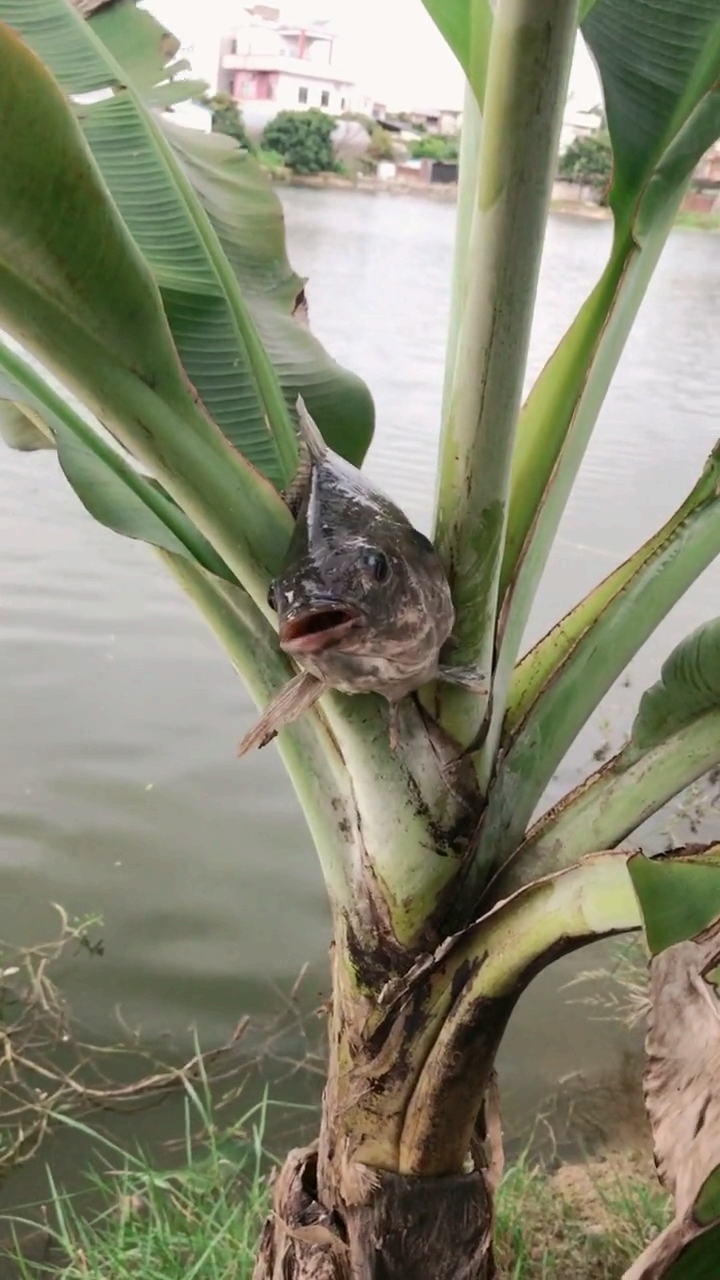 鱼都飞到树上去了