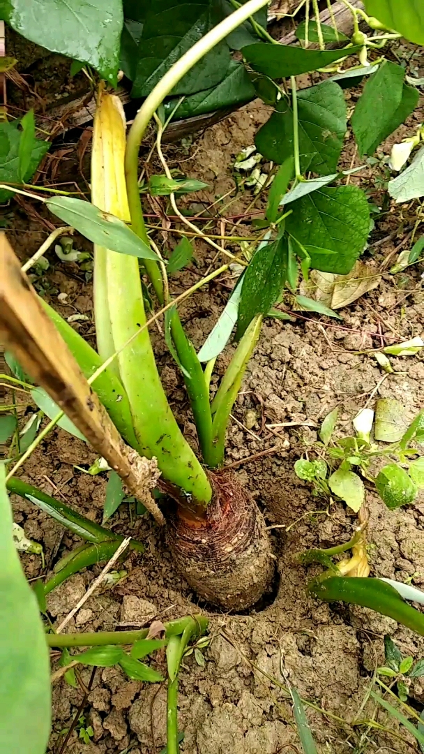 拨芋头,保留小芋苗做种子