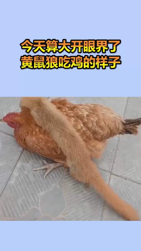 我要上热门#今天算大开眼界了,黄鼠狼吃鸡的样子