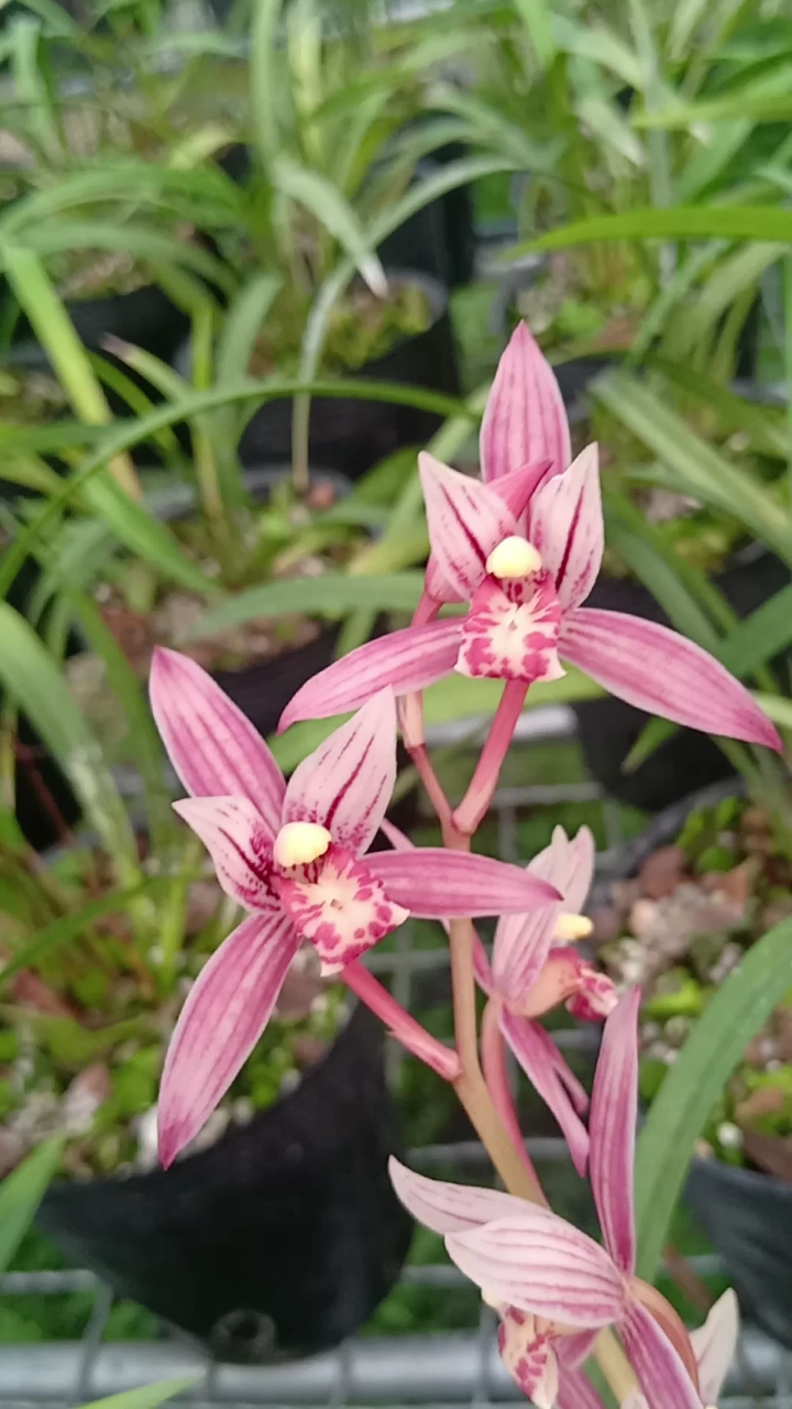 市长红建兰色花红花