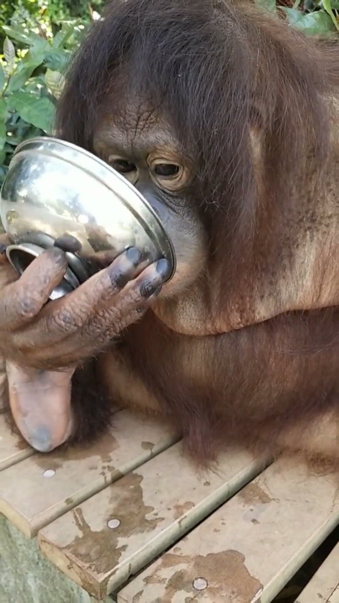 最潮劳动者#红毛猩猩自己端着碗喝水!