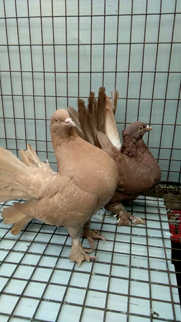 凤尾鸽子有喜欢的吗