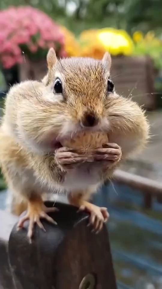 神奇动物在这里哈哈小松鼠的腮帮子一直鼓鼓的是因为太太贪吃了吗