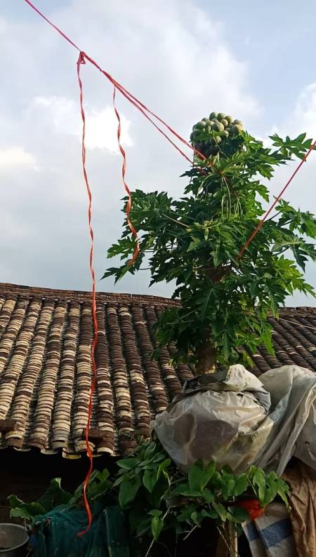 你们有些人见过木瓜树,但是没见过木瓜长在树顶上.