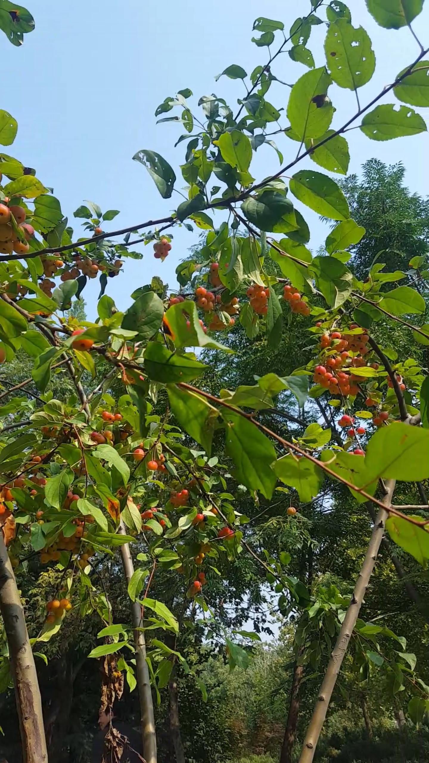 漂亮的果子树上,硕果累累!