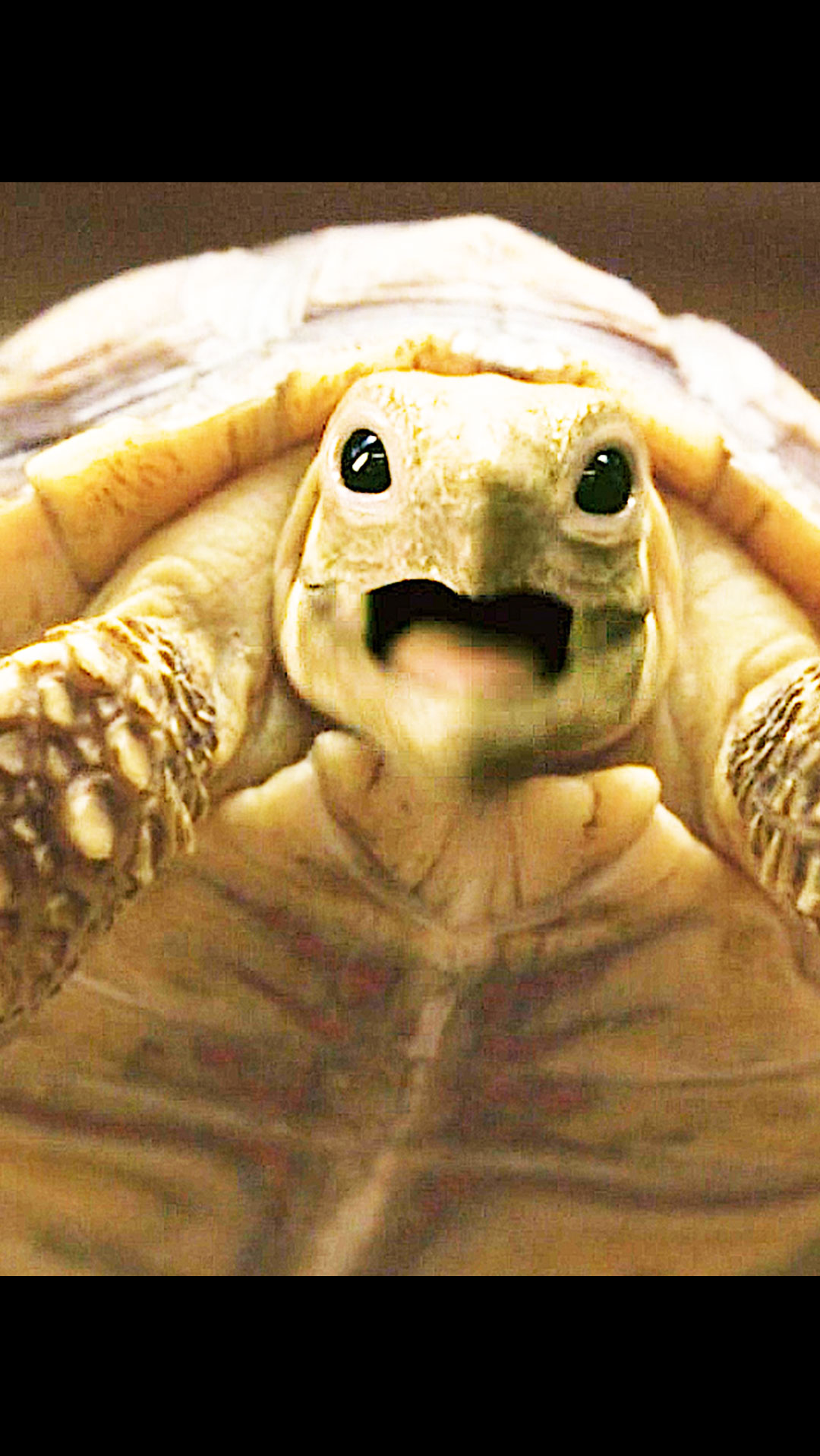 乌龟#呆萌可爱的小乌龟,竟是一只神兽.