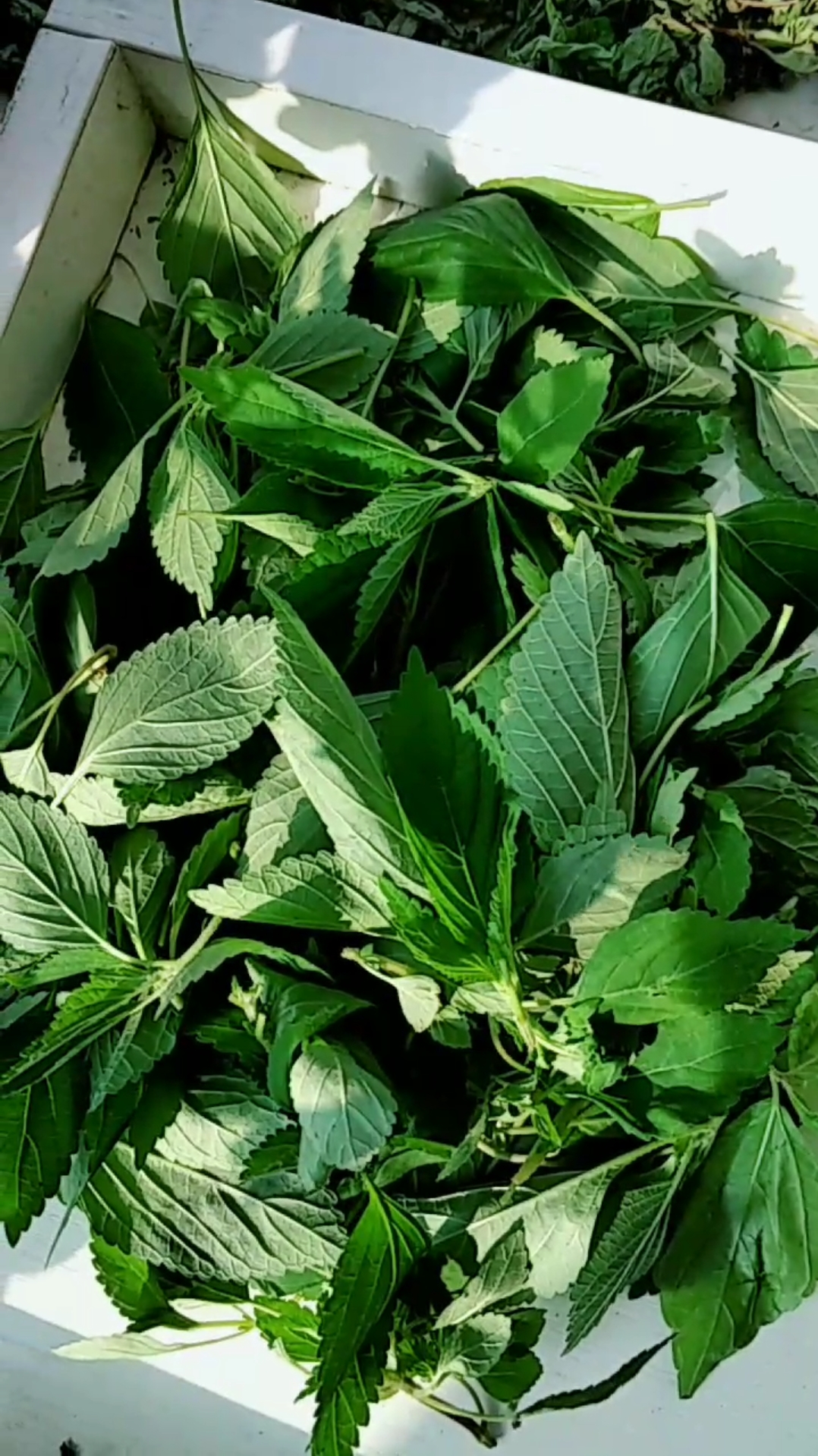 新鲜的野苏子,打酱做汤,很好吃-度小视