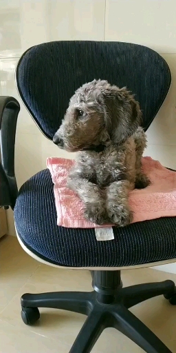 巨贵#小豆豆45天了 刚剃完毛