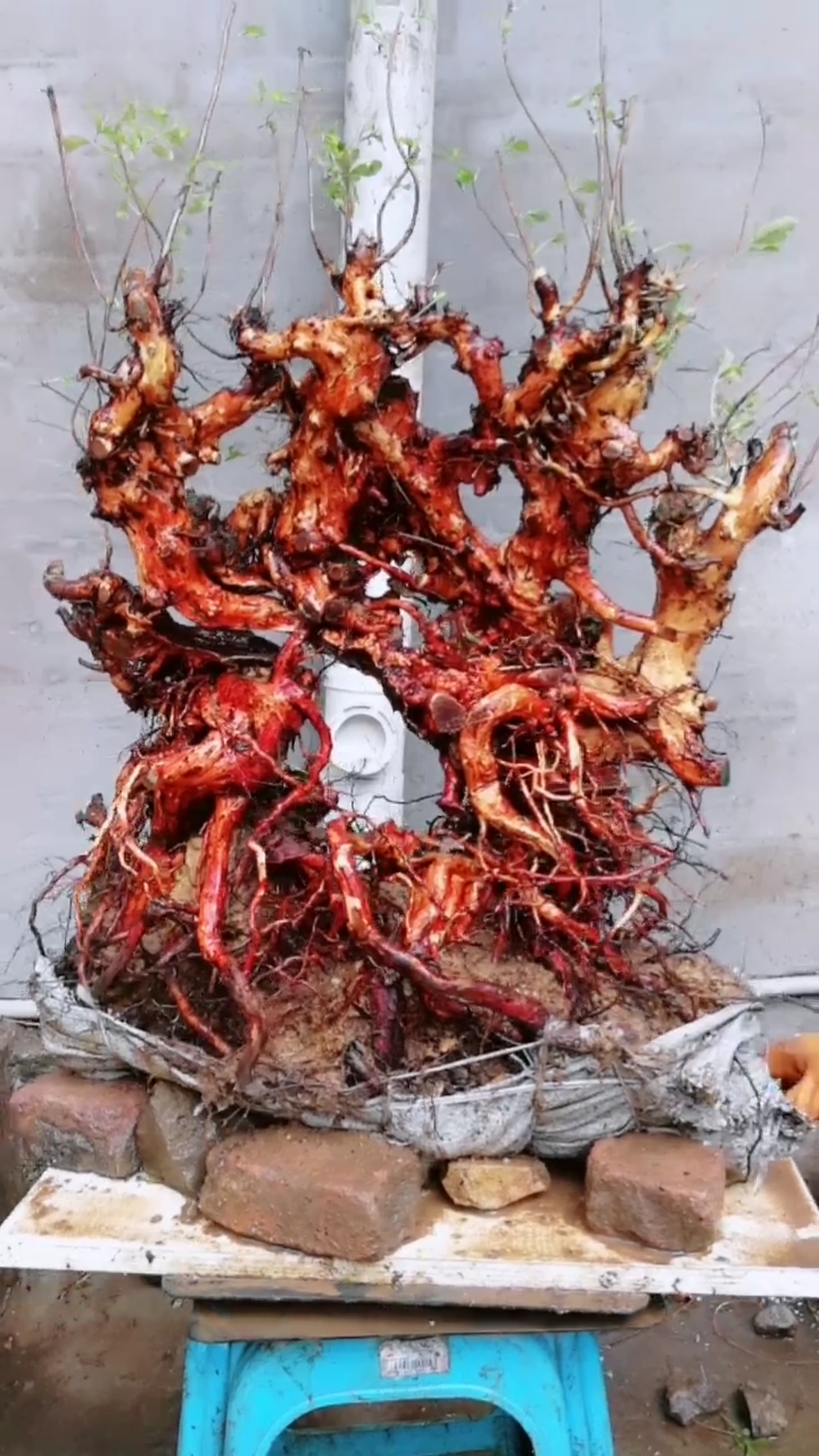 极品大根桩映山红