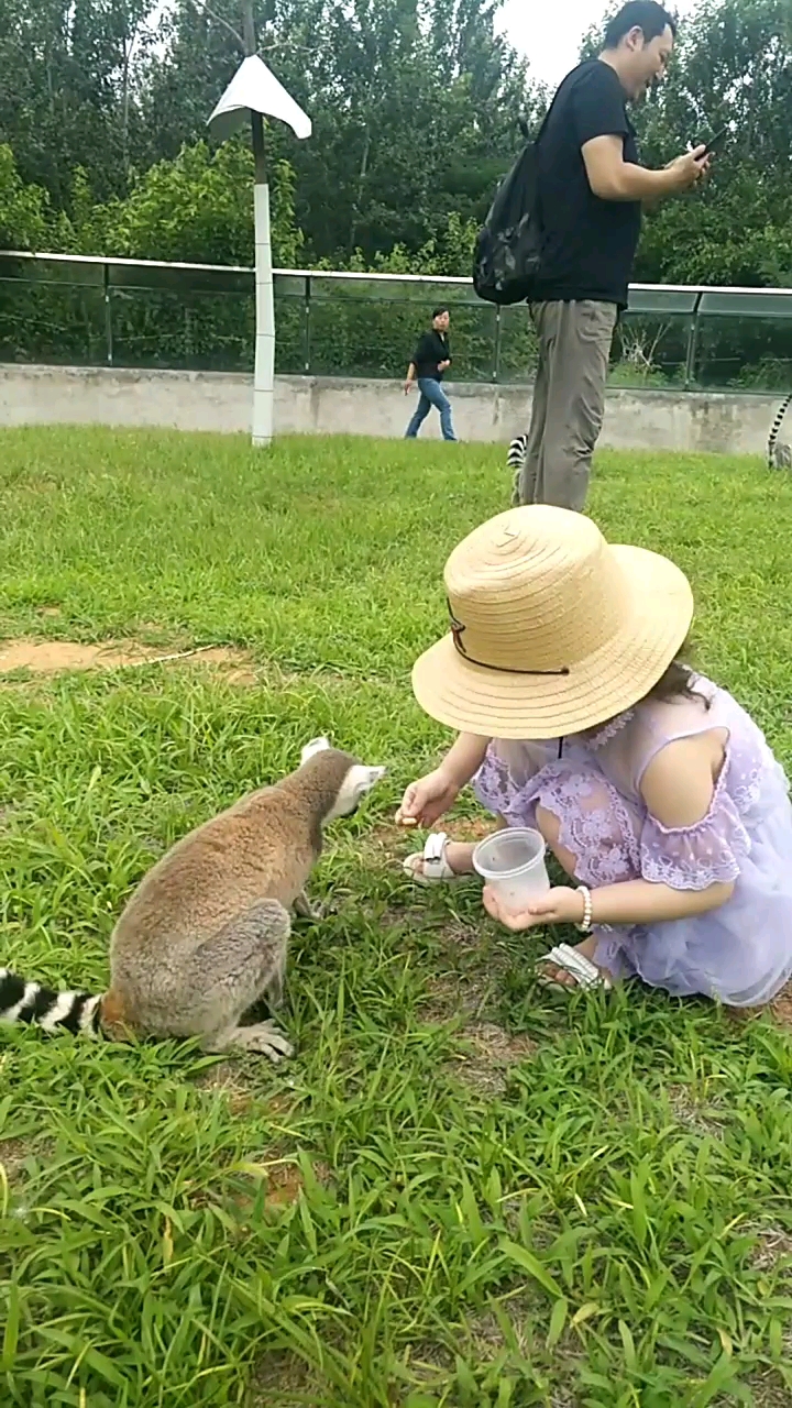 夏日旅行目的地#小美女和小动物的互动!