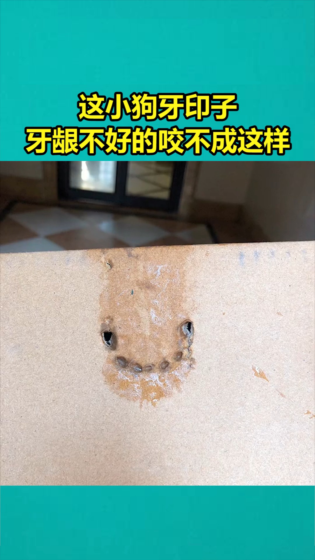 我要上热门#这小狗牙印子,牙龈不好的咬不成这样-度小视