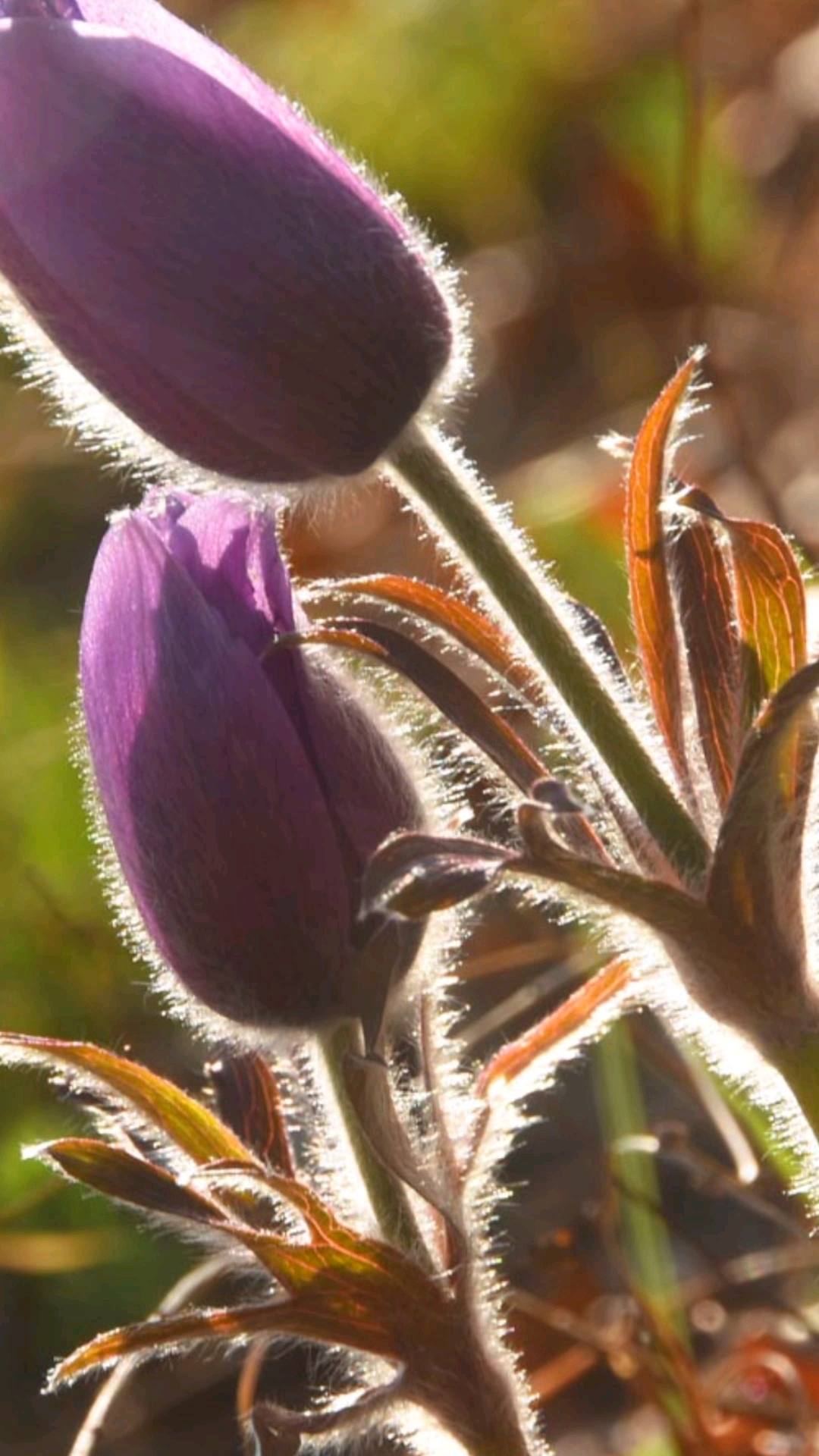 毛骨朵花我们这也叫耗子花