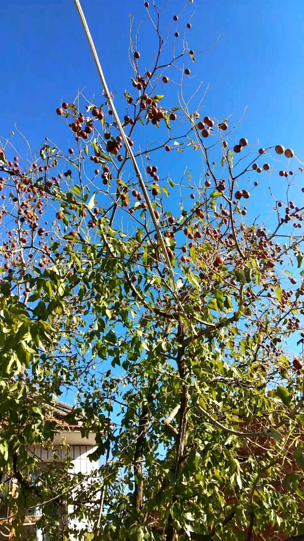 我和秋天撞个满怀#我家的大枣树