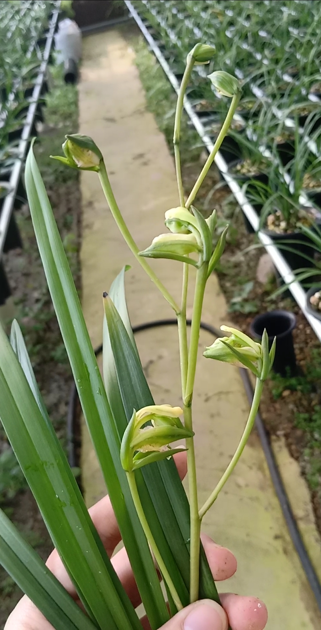 岭南奇蝶～建兰奇花