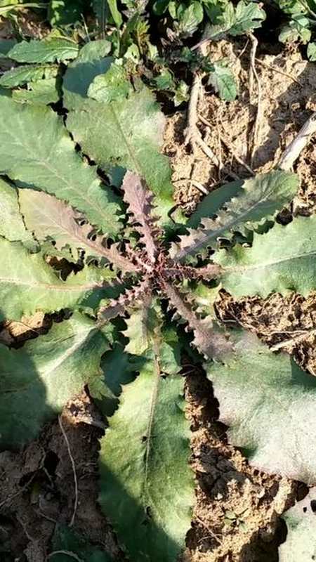 这种植物叫尖裂假还阳参这个故事我讲的很磕吧因为妈妈在我身边总催我