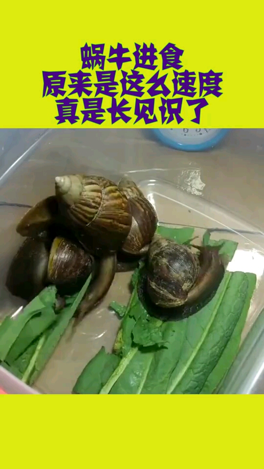 蜗牛进食,原来是这么速度,真是长见识了