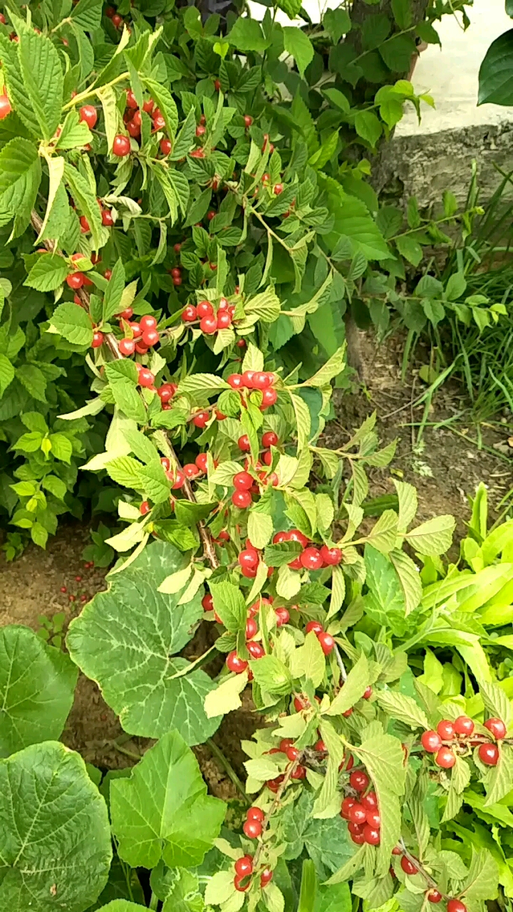 看这英桃又好看,又好吃.