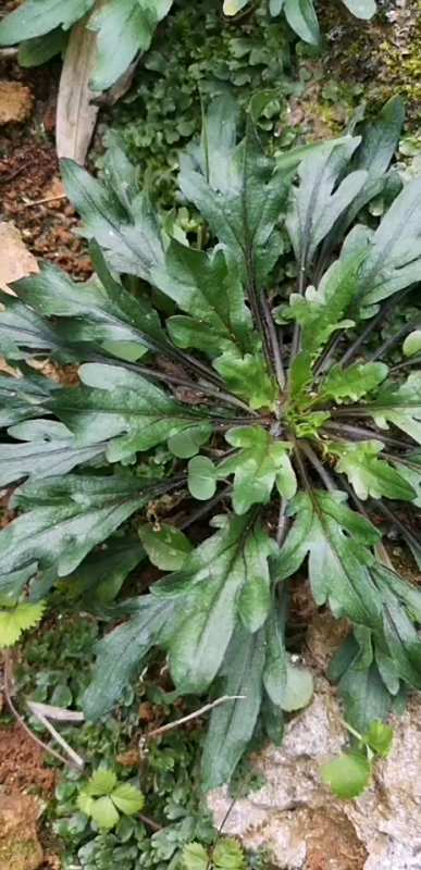 这是香丝草,主治,治风热感冒,脾胃气滞,风湿热痹.