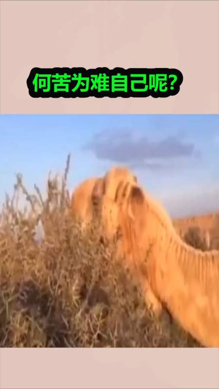我要上热门#何苦为难自己呢?-全民小视频