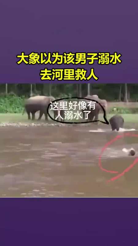 大象以为该男子溺水去河里救人