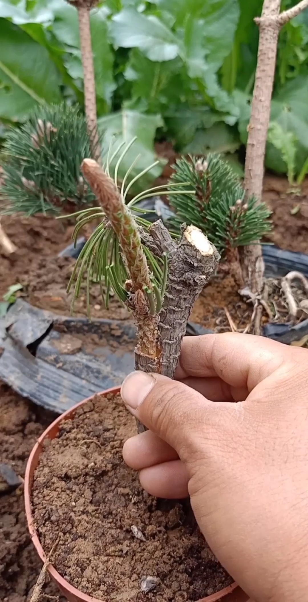 劳动者最光荣#黑松嫁接千寿玩松树技术,此技术非常难掌握,大家虚心