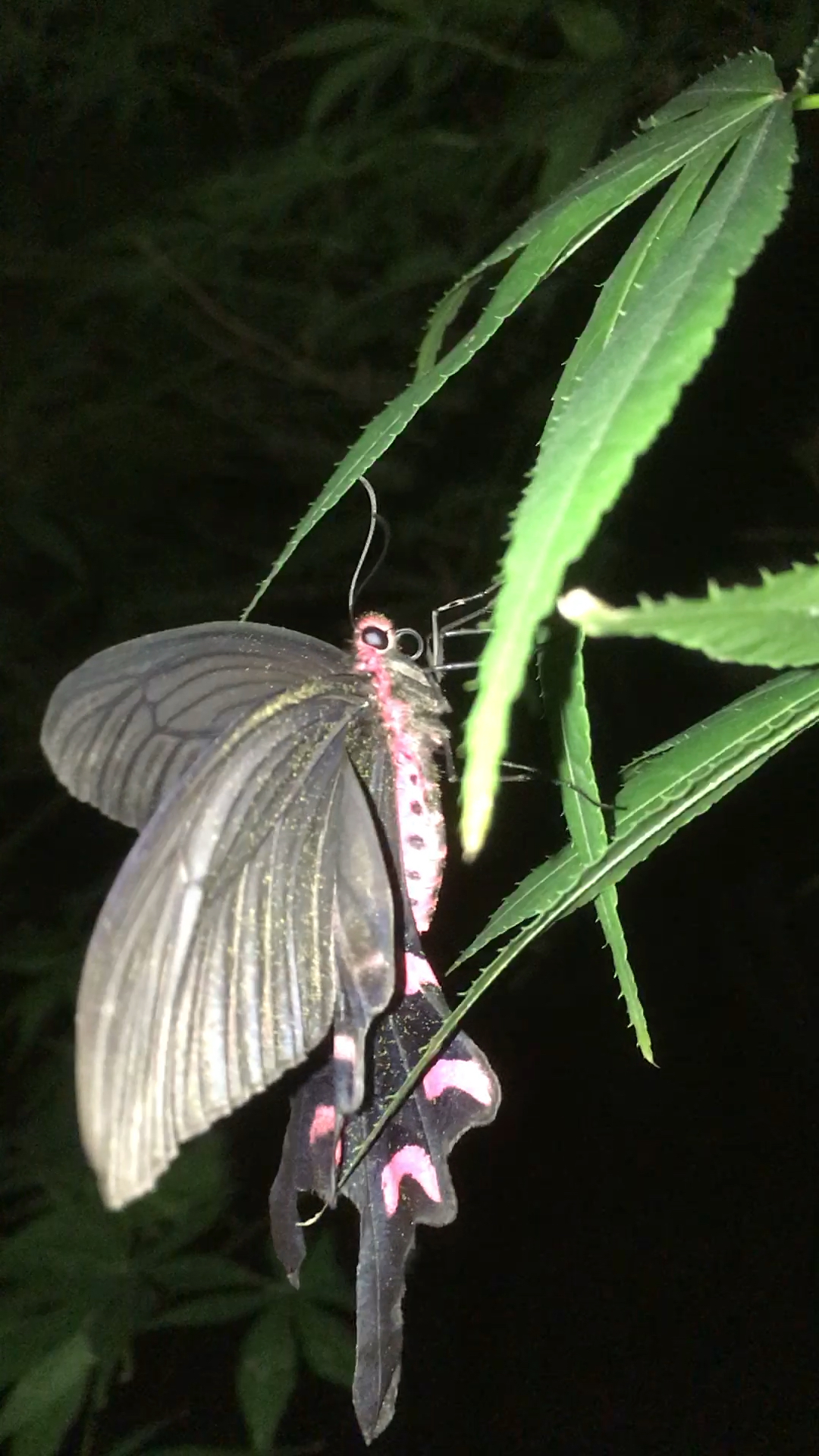 夜晚的蝴蝶美吗?