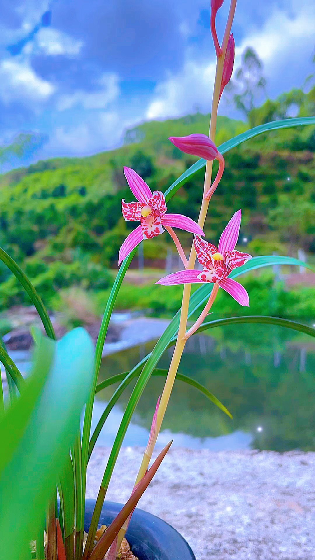 兰花#红三娘是那种精湛细腻的美,看一眼就会喜欢上的.